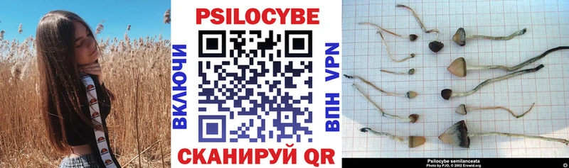 где можно купить Жуковский Галлюциногенные грибы Cubensis